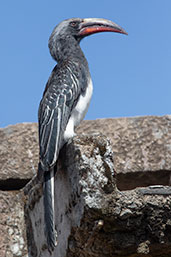 Hemprich's Hornbill, Lalibela, Ethiopia, January 2016 - click for larger image