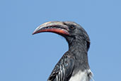 Hemprich's Hornbill, Lalibela, Ethiopia, January 2016 - click for larger image