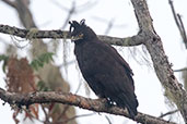 Long-crested Eagle, Harenna Forest, Ethiopia, January 2016 - click for larger image