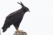 Long-crested Eagle, Yabello, Ethiopia, January 2016 - click for larger image