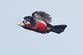 Double-toothed Barbet, Shai Hills, Ghana, May 2011 - click for larger image