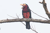 Bearded Barbet, Tono Dam, Ghana, June 2011 - click for larger image