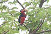 Bearded Barbet, Tono Dam, Ghana, June 2011 - click for larger image