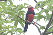 Bearded Barbet, Tono Dam, Ghana, June 2011 - click for larger image