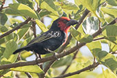 Black-billed Barbet, Ghibe Gorge, January 2016, Ethiopia, January 2016 - click for larger image