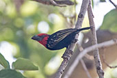 Black-billed Barbet, Ghibe Gorge, January 2016, Ethiopia, January 2016 - click for larger image