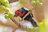 Black-billed Barbet, Jemma River, January 2016, Ethiopia, January 2016 - click for larger image