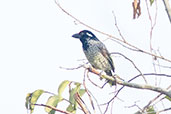 Banded Barbet, Lake Langano, January 2016, Ethiopia, January 2016 - click for larger image