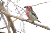 Vieillot's Barbet, Tono Dam, Ghana, June 2011 - click for larger image