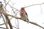 Vieillot's Barbet, Tono Dam, Ghana, June 2011 - click for larger image