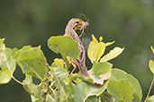 Yellow-throated Longclaw, Shai Hills, Ghana, May 2011 - click for larger image