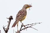 Yellow-throated Longclaw, Shai Hills, Ghana, May 2011 - click for larger image