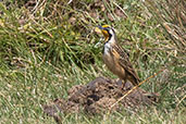 Abyssinian Longclaw, Bale Mountains, Ethiopia, January 2016 - click for larger image