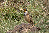 Abyssinian Longclaw, Bale Mountains, Ethiopia, January 2016 - click for larger image