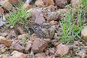 Standard-winged Nightjar, Tono Dam, Ghana, June 2011 - click for larger image