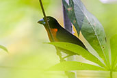 Blue-billed Malimbe, Atewa Forest, Ghana, June 2011 - click for larger image