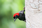 Red-headed Malimbe, Kakum, Ghana, May 2011 - click for larger image