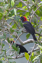 Red-headed Malimbe, Kakum, Ghana, May 2011 - click for larger image