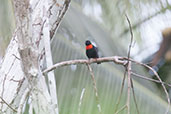 Female Red-vented Malimbe, Auntutu Forest, Ghana, May 2011 - click for larger image