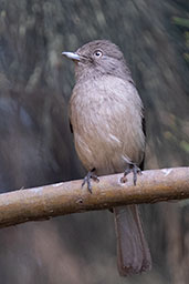 Abyssinian Slaty-flycatcher, Addis Ababa, Ethiopia, January 2016 - click for larger image