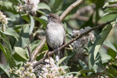 Abyssinian Slaty-flycatcher, Addis Ababa, Ethiopia, January 2016 - click for larger image