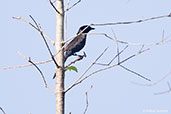Northern Black Flycatcher, near Bolgatanga, Ghana, June 2011 - click for larger image