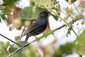 Northern Black-flycatcher, Yabello, Ethiopia, January 2016 - click for larger image