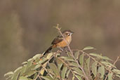 Moustached Grass-warbler, Ghibe Gorge, Ethiopia, January 2016 - click for larger image