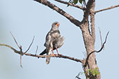 Dark Chanting Goshawk, near Bolgatanga, Ghana, June 2011 - click for larger image