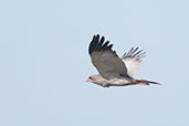 Dark Chanting Goshawk, near Bolgatanga, Ghana, June 2011 - click for larger image