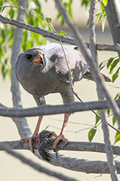 Dark Chanting Goshawk, Lake Ziway, Ethiopia, January 2016 - click for larger image