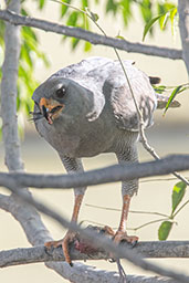 Dark Chanting Goshawk, Lake Ziway, Ethiopia, January 2016 - click for larger image