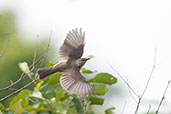 Pale Flycatcher, Mole, Ghana, June 2011 - click for larger image
