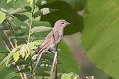 Pale Flycatcher, Mole, Ghana, June 2011 - click for larger image