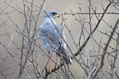 Eastern Chanting-goshawk, Harenna Forest, Ethiopia, January 2016 - click for larger image