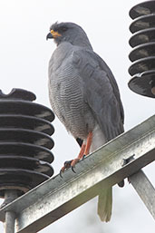 Eastern Chanting-goshawk, Yabello, Ethiopia, January 2016 - click for larger image