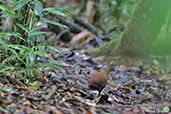 Moustached Grass-warbler, Perinet (Analamazaotra), Madagascar, November 2016 - click for larger image