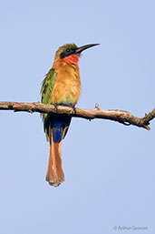 Red-throated Bee-eater, Mole, Ghana, June 2011 - click for larger image