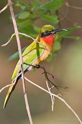 Red-throated Bee-eater, Mole, Ghana, June 2011 - click for larger image