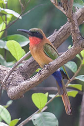 Red-throated Bee-eater, Mole, Ghana, June 2011 - click for larger image