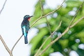 Black Bee-eater, Kakum, Ghana, May 2011 - click for larger image