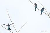 Black Bee-eater, Kakum, Ghana, May 2011 - click for larger image