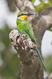 Swallow-tailed Bee-eater, Shai Hills, Ghana, May 2011 - click for larger image