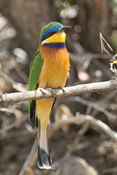 Ethiopian Bee-eater, Melka-Gebdu Track, Ethiopia, January 2016 - click for larger image