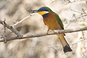 Ethiopian Bee-eater, Melka-Gebdu Track, Ethiopia, January 2016 - click for larger image