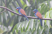 Blue-moustached Bee-eater, Atewa Forest, Ghana, June 2011 - click for larger image