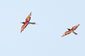 Northern Carmine Bee-eater, near Bolgatanga, Ghana, June 2011 - click for larger image