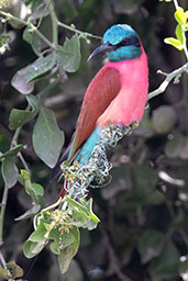 Northern Carmine Bee-eater, Koka Dam, Ethiopia, January 2016 - click for larger image