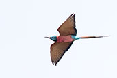 Northern Carmine Bee-eater, Koka Dam, Ethiopia, January 2016 - click for larger image