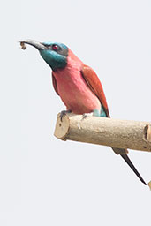 Northern Carmine Bee-eater, Lake Langano, Ethiopia, January 2016 - click for larger image